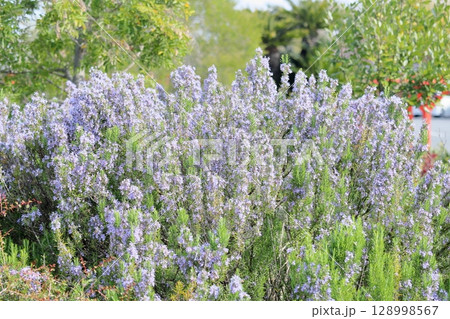 満開　ローズマリーの花 128998567
