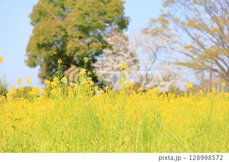 菜の花　満開 128998572
