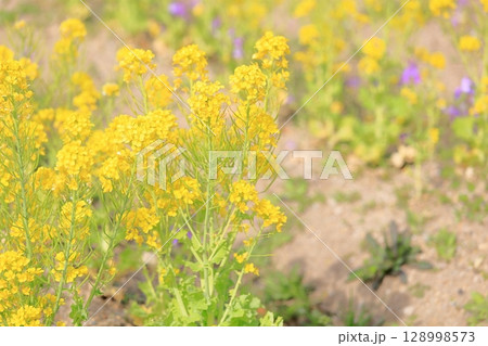 菜の花　満開 128998573