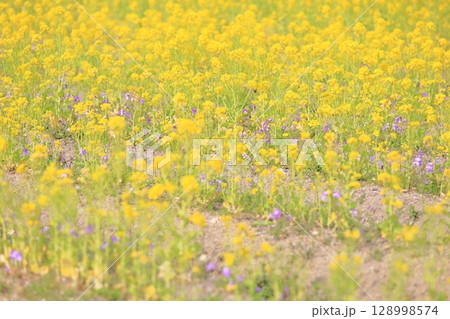 菜の花　満開 128998574