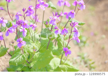 爽やか ムラサキハナナの花 爽やか ムラサキハナナの花 128998575