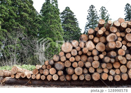 切り出された杉の丸太 山形県庄内 切り出された杉の丸太 山形県庄内 128998578