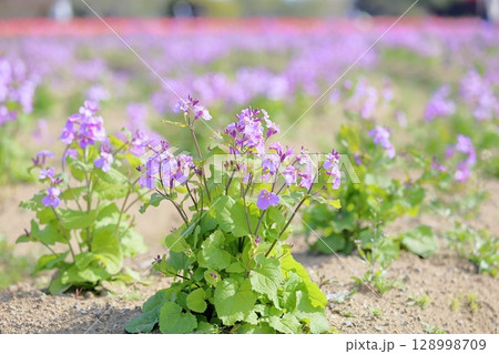 爽やか　ムラサキハナナの花 128998709