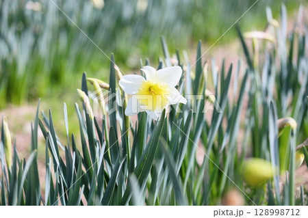 爽やか ラッパスイセンの花 爽やか ラッパスイセンの花 128998712