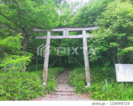 蓼科神社の鳥居と緑に囲まれた登山道の入口/Torii Gate of Tateshina Shrin 128998729