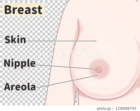 女性乳房：簡單易懂的英文插圖 128998745