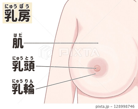 女性の乳房　わかりやすい日本語図解イラスト 128998746