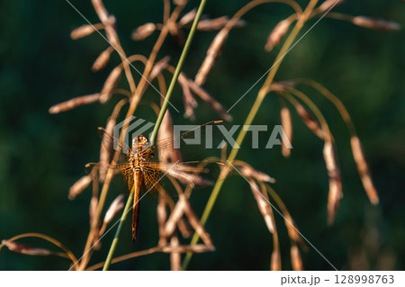 beautiful dragonfly perched on grass during vibrant sunset in serene nature setting. closeup. beautiful dragonfly perched on grass during vibrant sunset in serene nature setting. closeup. 128998763