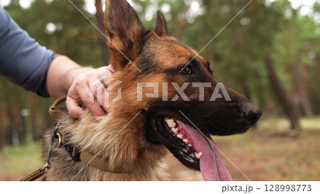 Handsome Shepherd Dog, Adventurous Dog Day, Furry Pal Forest, German Shepherd with Big Ears, Outdoor Fun, Best Friend Adventure, Panting Dog Close-Up, Joyful Dog and Nature, Shepherd in Sunshine Handsome Shepherd Dog, Adventurous Dog Day, Furry Pal Forest, German Shepherd with Big Ears, Outdoor Fun, Best Friend Adventure, Panting Dog Close-Up, Joyful Dog and Nature, Shepherd in Sunshine 128998773