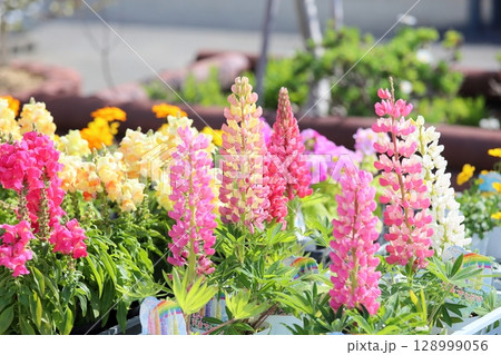 ルピナスの花 128999056