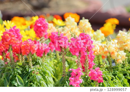 可愛い　金魚草の花 128999057