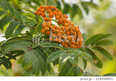 Close-Up of Vibrant Orange Rowan Berries on Tree Branch 128999091