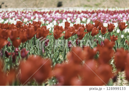チューリップ畑で咲く 128999133