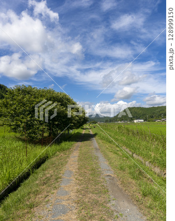 田園に立つ栗の木 田園に立つ栗の木 128999150