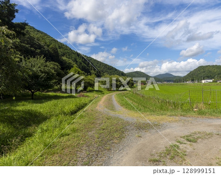 田園に立つ栗の木 田園に立つ栗の木 128999151