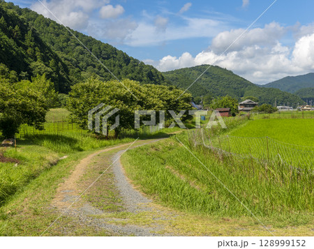 田園に立つ栗の木 田園に立つ栗の木 128999152