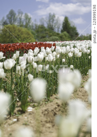 チューリップ畑に咲く 128999198