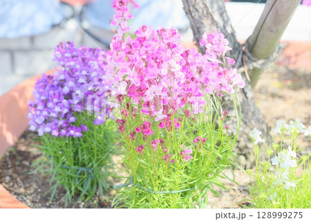 可愛い　リナリアの花 128999275