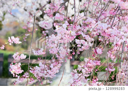 満開 シダレザクラの花 満開 シダレザクラの花 128999283