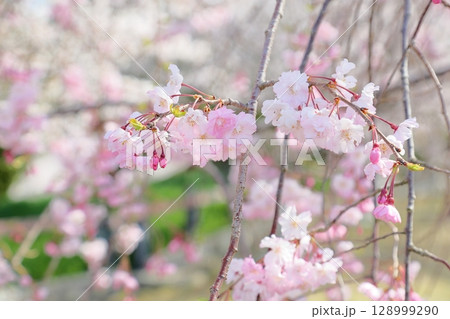 満開 シダレザクラの花 満開 シダレザクラの花 128999290
