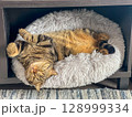 Cute tabby cat lying on the sofa and looking up. 128999334