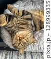 Cute tabby cat lying on the sofa and looking up. 128999335