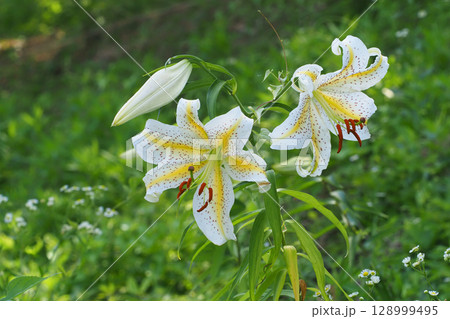 ヤマユリの花 ヤマユリの花 128999495