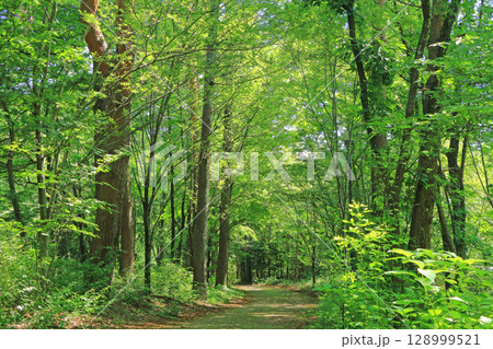 国営アルプスあづみの公園 堀金・穂高地区 森の小道 128999521