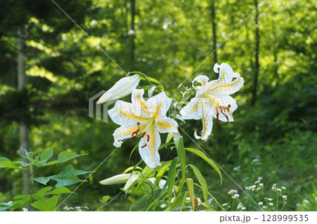 ヤマユリの花 128999535