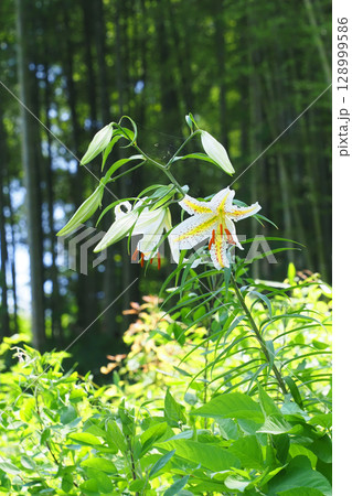 ヤマユリの花 ヤマユリの花 128999586