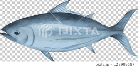 Hand-drawn illustration of bonito 128999587