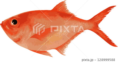 金目鯛の手描きイラスト 128999588