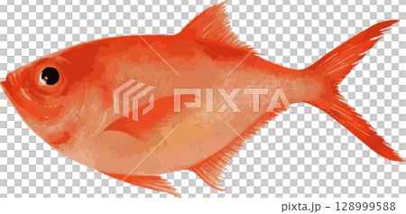 金目鯛の手描きイラスト 128999588