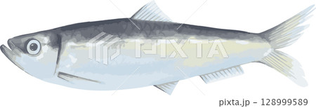 ニシンの手描きイラスト 128999589