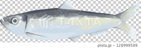 ニシンの手描きイラスト 128999589