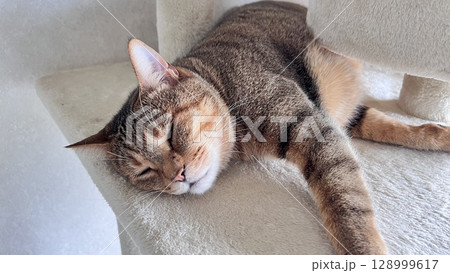 キャットタワーでくつろぐキジトラ猫 128999617