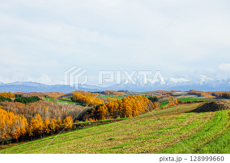 爽やかな秋の北海道美瑛町の紅葉の風景 128999660
