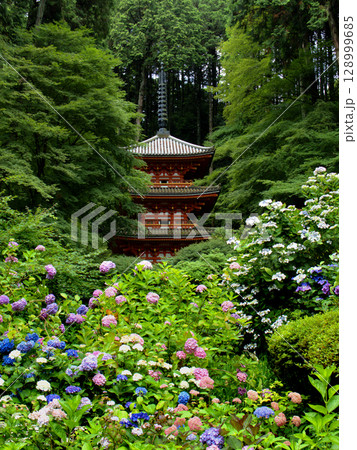 京都府木津川市・岩船寺の紫陽花の花越しに見る三重塔 128999685