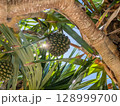 タコノキ 128999700
