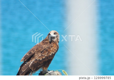 海岸のポールに停まるトンビ(鳶) 海岸のポールに停まるトンビ(鳶) 128999785