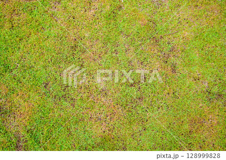 Grassland vast background, green, beautiful 128999828