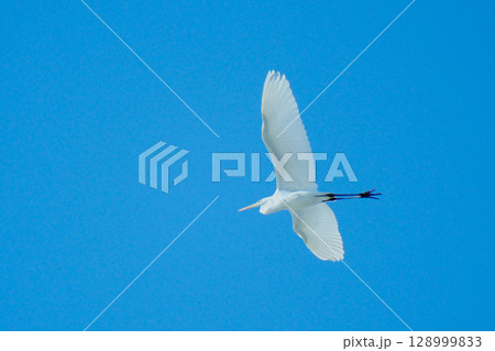 青空を優雅に飛ぶ純白のシラサギ（ダイサギ） 128999833