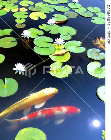 京都の古刹・観音寺の池に咲く睡蓮と、二匹の錦鯉（紅白と山吹黄金） 128999972