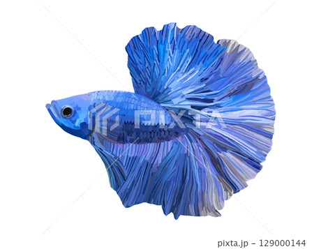 ベタ（ブルー） 129000144