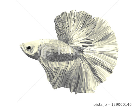 ベタ(ホワイト) ベタ(ホワイト) 129000146