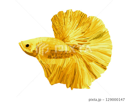 ベタ(イエロー) ベタ(イエロー) 129000147