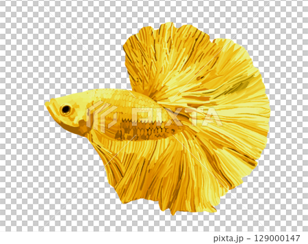 鬥魚（黃色） 129000147