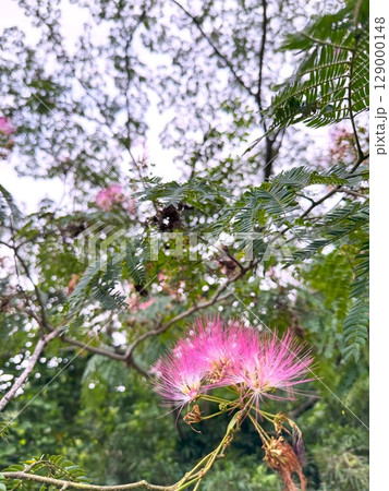 ネムノキ ネムノキ 129000148