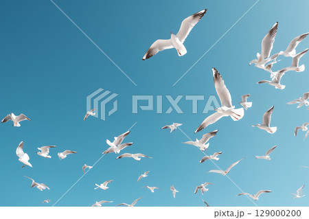 カモメが舞う青空の風景|自由と解放感を象徴する自然の一瞬 カモメが舞う青空の風景|自由と解放感を象徴する自然の一瞬 129000200