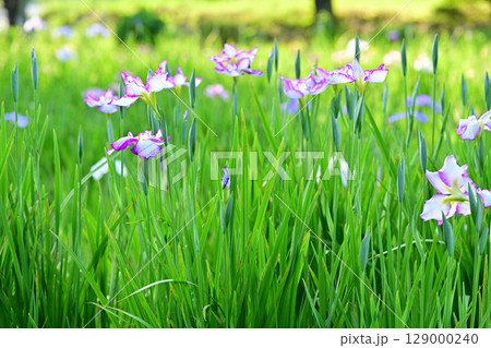 花ショウブ 花ショウブ 129000240